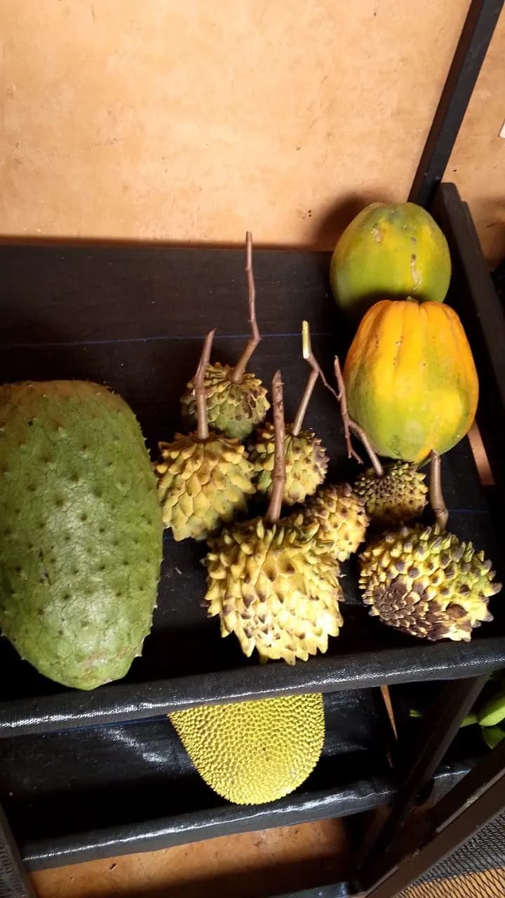 Soursop, papaya, and tropical fruit harvested at Holos