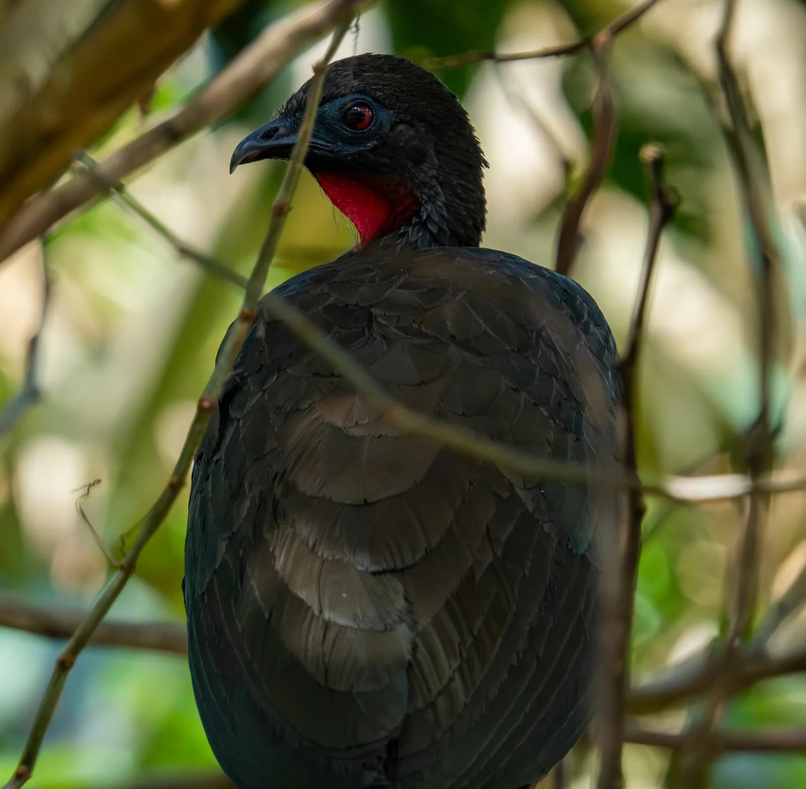 A guan with a red throat in the canopy