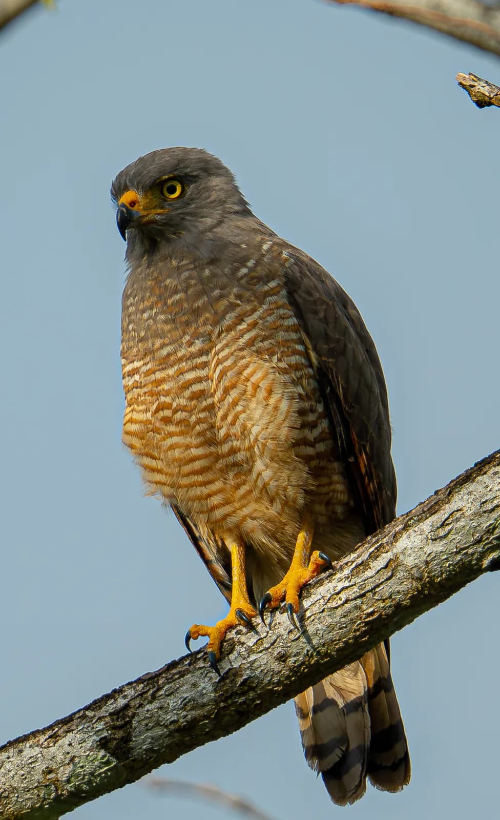 A hawk perched on a branch above the ridge