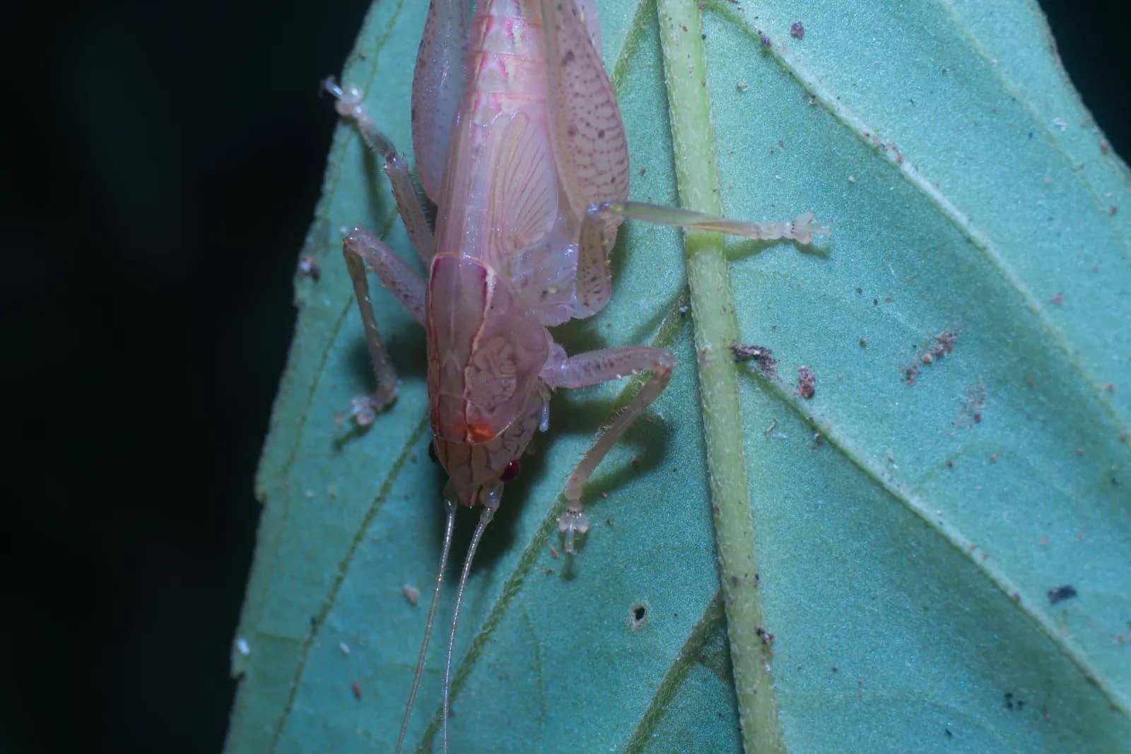 A pink katydid on a blue-green leaf