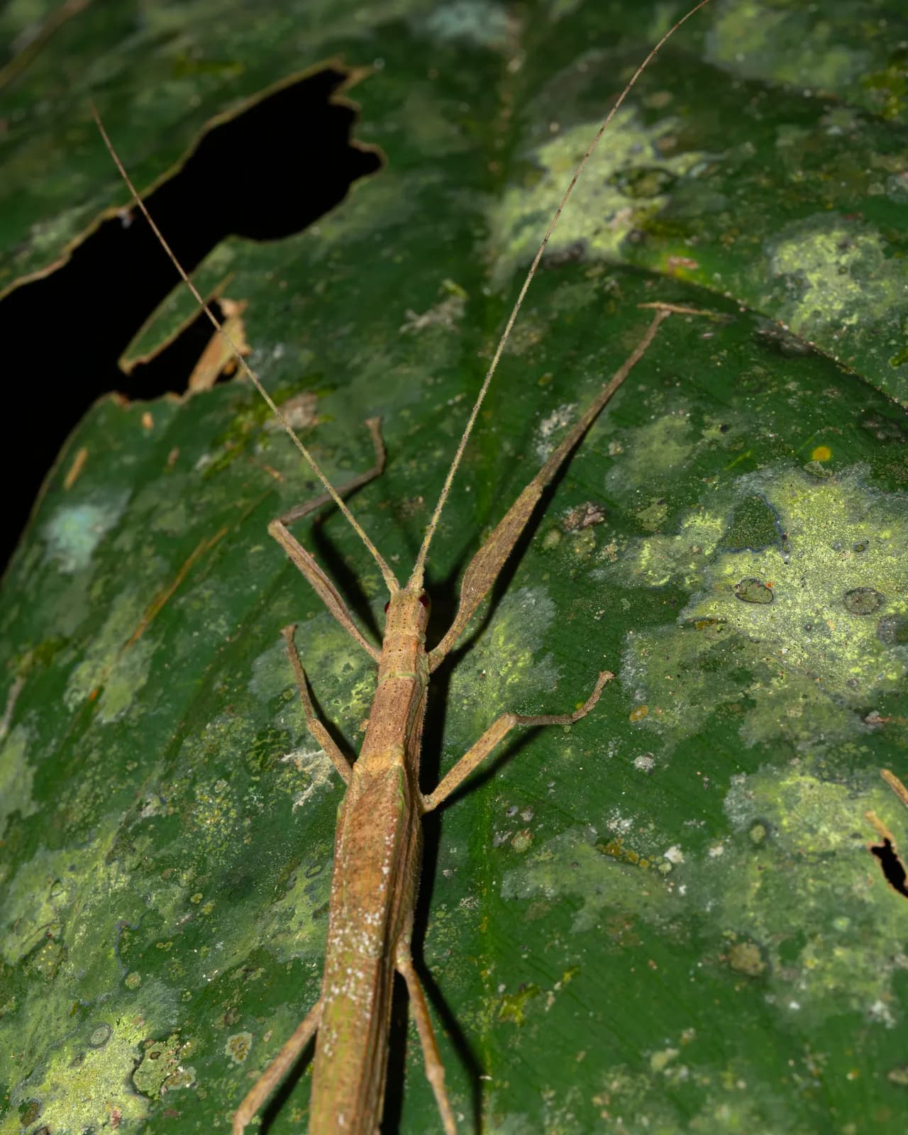 A stick insect camouflaged on a green leaf
