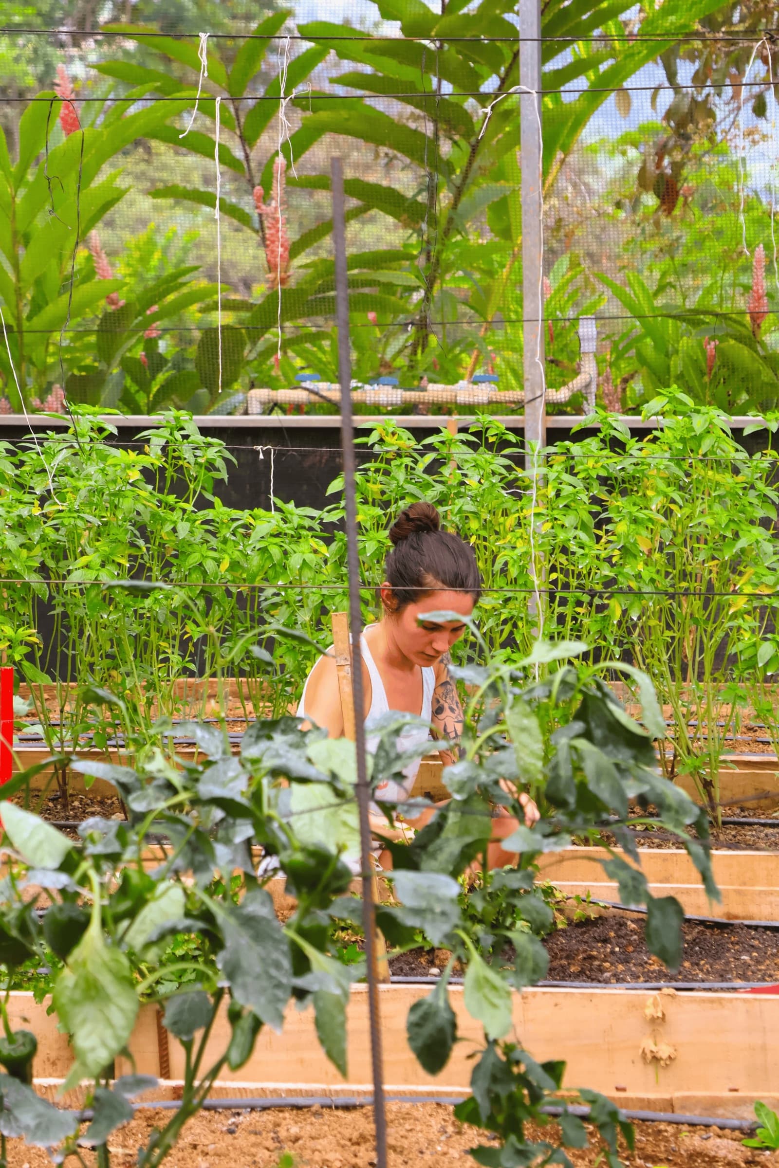Regenerative Agriculture & Permaculture